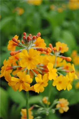 Bulleys Etagen-Schlüsselblume - Primula bulleyana