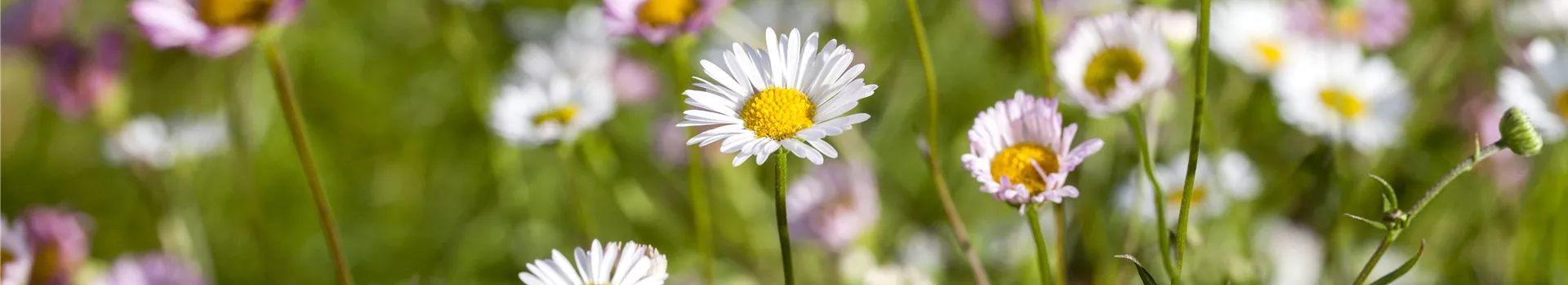 Die heilende Wirkung von Gänseblümchen