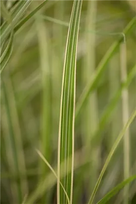 Weißgestreifter Garten-Chinaschilf - Miscanthus sinensis 'Variegatus'