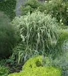 Weißgestreifter Garten-Chinaschilf - Miscanthus sinensis 'Variegatus'