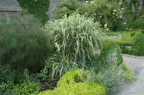 Weißgestreifter Garten-Chinaschilf - Miscanthus sinensis 'Variegatus'