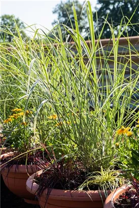 Weißgestreifter Garten-Chinaschilf - Miscanthus sinensis 'Variegatus'