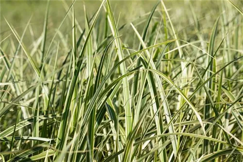 Weißgestreifter Garten-Chinaschilf - Miscanthus sinensis 'Variegatus'