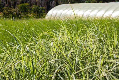 Weißgestreifter Garten-Chinaschilf - Miscanthus sinensis 'Variegatus'