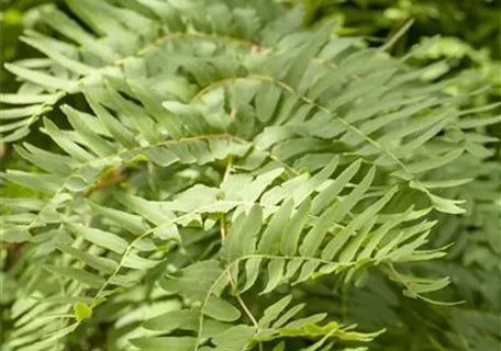 Osmunda regalis - Königsfarn