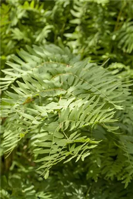 Königsfarn - Osmunda regalis