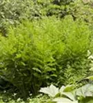 Königsfarn - Osmunda regalis