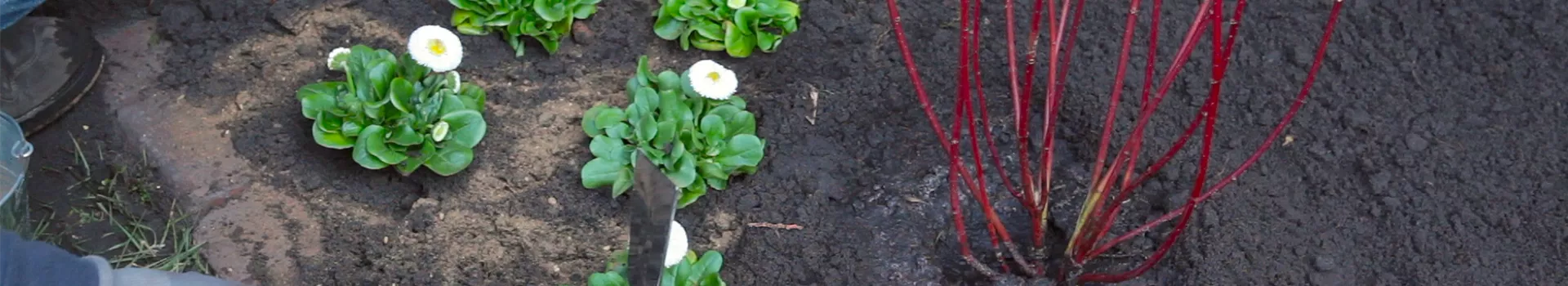 Gänseblümchen - Einpflanzen im Garten