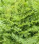 Königsfarn - Osmunda regalis