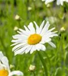 Kleine Garten-Margerite - Leucanthemum vulgare 'Maikönigin'