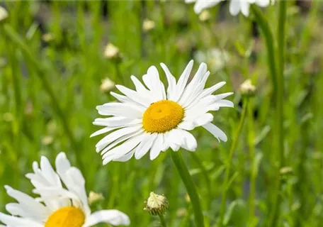 Leucanthemum vulgare 'Maikönigin' - Kleine Garten-Margerite