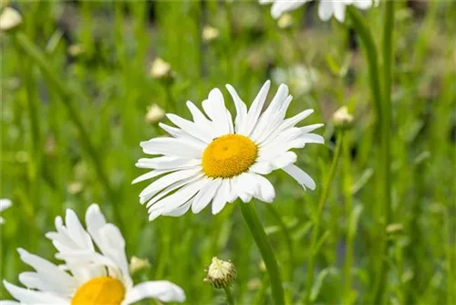 Kleine Garten-Margerite - Leucanthemum vulgare 'Maikönigin'