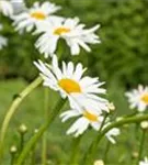 Kleine Garten-Margerite - Leucanthemum vulgare 'Maikönigin'