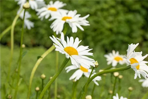 Kleine Garten-Margerite - Leucanthemum vulgare 'Maikönigin'