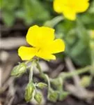 Garten-Sonnenröschen - Helianthemum x cult.'Golden Queen'