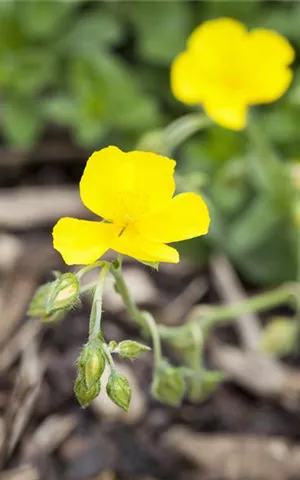 Helianthemum x cult.'Golden Queen'