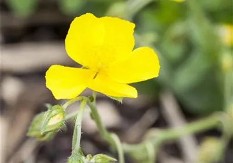 Helianthemum x cult.'Golden Queen' - Garten-Sonnenröschen