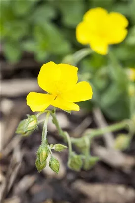 Garten-Sonnenröschen - Helianthemum x cult.'Golden Queen'