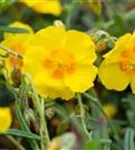 Garten-Sonnenröschen - Helianthemum x cult.'Golden Queen'