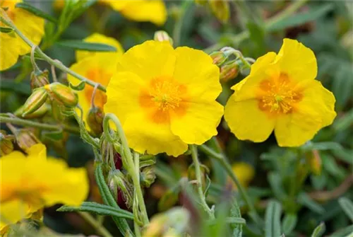 Garten-Sonnenröschen - Helianthemum x cult.'Golden Queen'