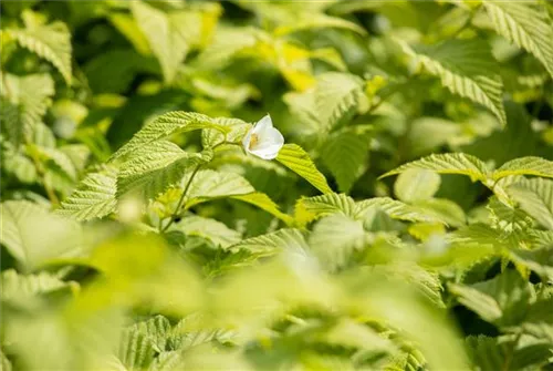 Weiße Rosenkerrie - Rhodotypos scandens