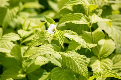 Weiße Rosenkerrie - Rhodotypos scandens