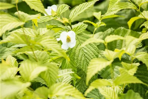 Weiße Rosenkerrie - Rhodotypos scandens