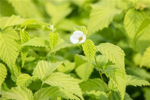 Weiße Rosenkerrie - Rhodotypos scandens