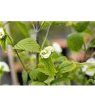 Weiße Rosenkerrie - Rhodotypos scandens