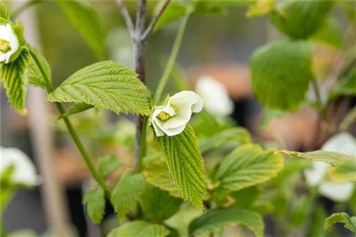 Weiße Rosenkerrie - Rhodotypos scandens