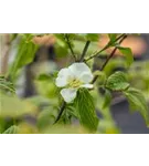 Weiße Rosenkerrie - Rhodotypos scandens