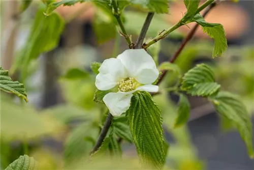 Weiße Rosenkerrie - Rhodotypos scandens