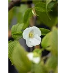 Weiße Rosenkerrie - Rhodotypos scandens