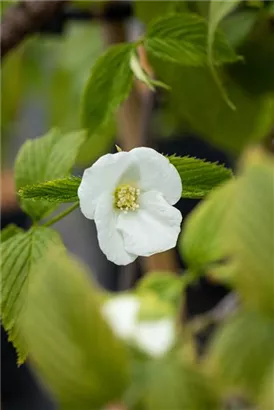 Weiße Rosenkerrie - Rhodotypos scandens