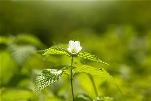 Weiße Rosenkerrie - Rhodotypos scandens