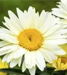 Großblumige Garten-Margerite - Leucanthemum x superb.'Broadway Lights' -R-