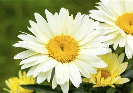 Leucanthemum x superb.'Broadway Lights' -R- - Großblumige Garten-Margerite