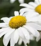 Großblumige Garten-Margerite - Leucanthemum x superb.'Broadway Lights' -R-