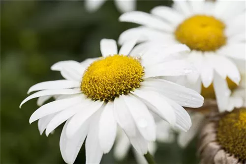 Großblumige Garten-Margerite - Leucanthemum x superb.'Broadway Lights' -R-