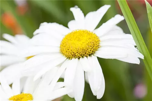 Großblumige Garten-Margerite - Leucanthemum x superb.'Broadway Lights' -R-