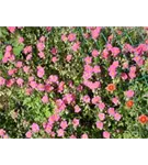 Garten-Sonnenröschen - Helianthemum x cult.'Lawrensons Pink'