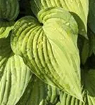 Glocken-Funkie - Hosta ventricosa