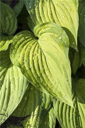 Glocken-Funkie - Hosta ventricosa