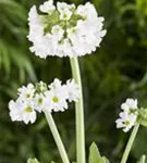 Kugelige Garten-Schlüsselblume - Primula denticulata 'Alba'