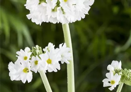 Primula denticulata 'Alba' - Kugelige Garten-Schlüsselblume