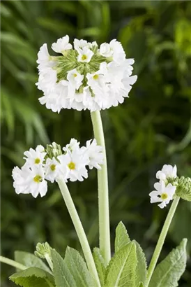 Kugelige Garten-Schlüsselblume - Primula denticulata 'Alba'