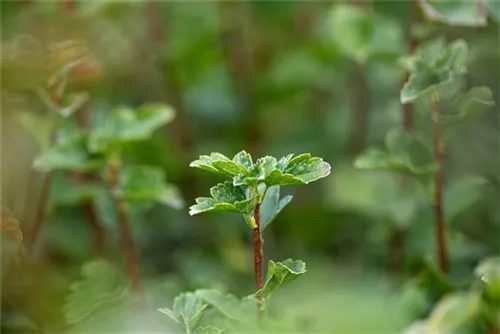 Alpen-Johannisbeere 'Schmidt' - Ribes alpinum 'Schmidt'