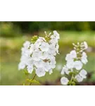 Garten-Flammenblume - Phlox maculata 'Miss Lingard'