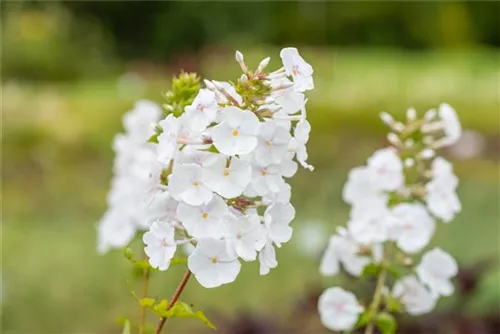 Garten-Flammenblume - Phlox maculata 'Miss Lingard'