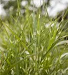 Überhängender Garten-Zebraschilf - Miscanthus sinensis 'Zebrinus'